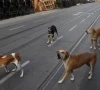 stray dogs roam rawalpindi streets