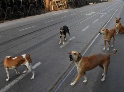 stray dogs roam rawalpindi streets