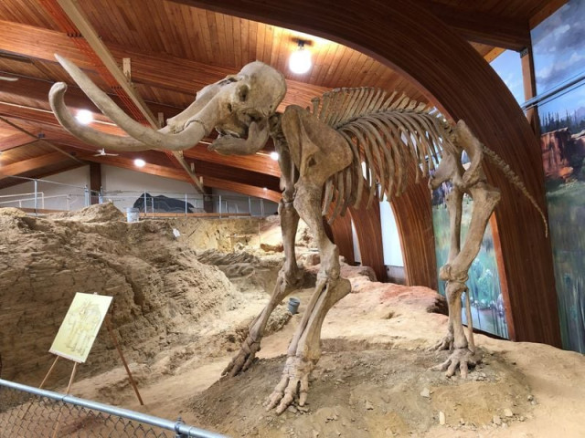 the skeleton of a mammoth one of the large mammals that roamed north america during the last ice age is displayed at the mammoth site where numerous mammoth fossils have been excavated in hot springs south dakota us august 31 2018 photo reuters the skeleton of a mammoth one of the large mammals that roamed north america during the last ice age is displayed at the mammoth site where numerous mammoth fossils have been excavated in hot springs south dakota us august 31 2018 photo reuters