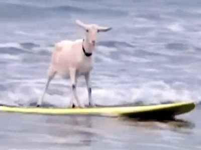 offbeat surfing goatee