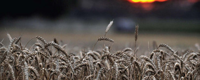 urea shortage may slash wheat output by 30