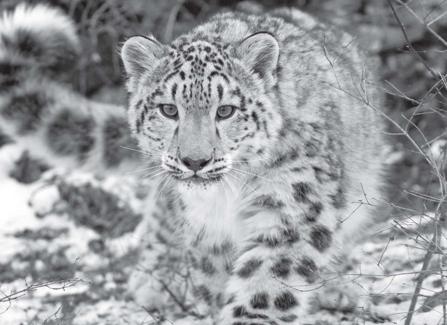 wildlife department announces rs10 000 for catching leopard wildlife department announces rs10 000 for catching leopard