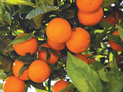 scarcely citrus rising commercialisation   a bane for khanpur orchards