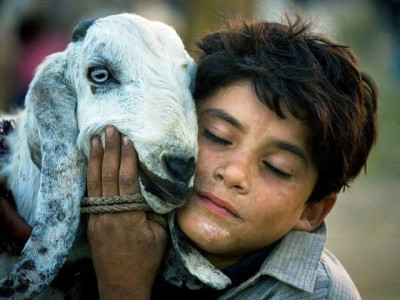 animals tug at kids hearts animals tug at kids hearts