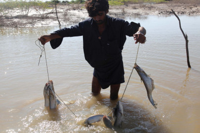 floodwaters and hunger turn badin s farmers into fishermen floodwaters and hunger turn badin s farmers into fishermen