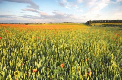 agricultural institute over 400 seed varieties developed agricultural institute over 400 seed varieties developed