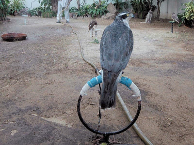 inglourious bustards