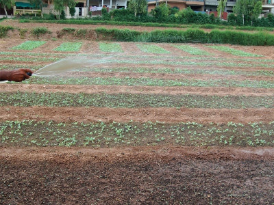 uae interested in joint ventures in agricultural sector