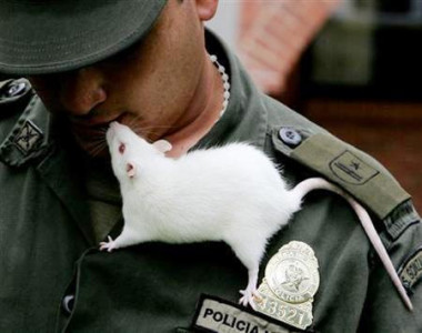 rats help colombia sniff out deadly landmines