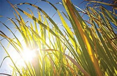 crushing delay sugar mills growers point fingers at each other crushing delay sugar mills growers point fingers at each other