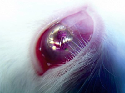 terminator style lenses but only for rabbits