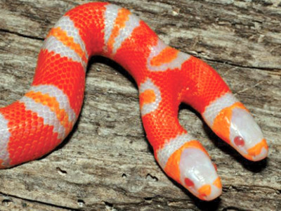 offbeat it s albino it has two heads and it s for sale