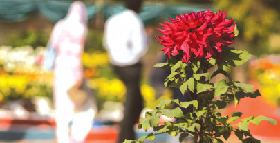 autumnal flowers beaming colours in the gloomy season autumnal flowers beaming colours in the gloomy season