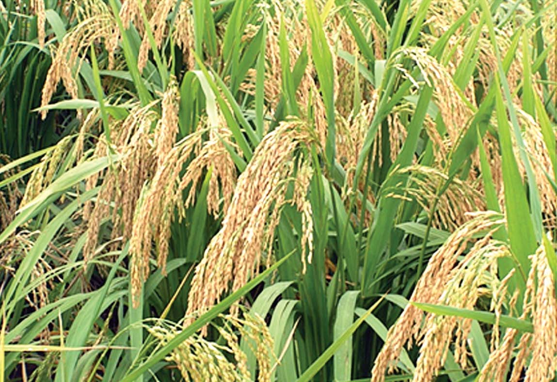 agriculture scientist claims to have developed world s highest rice yield variety