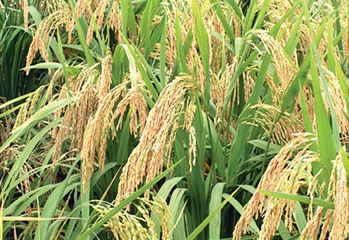 agriculture scientist claims to have developed world s highest rice yield variety agriculture scientist claims to have developed world s highest rice yield variety