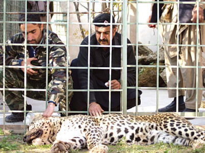 killer leopard big cat caught while chasing dog