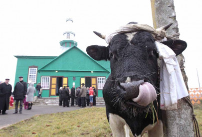 development k p govt to plan livestock and poultry sectors