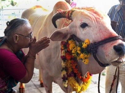 cow dung protects from radiation claims indian court