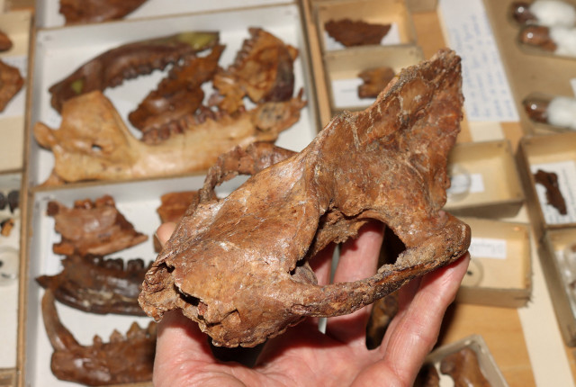 after killer asteroid mammals got bigger before they got smarter after killer asteroid mammals got bigger before they got smarter