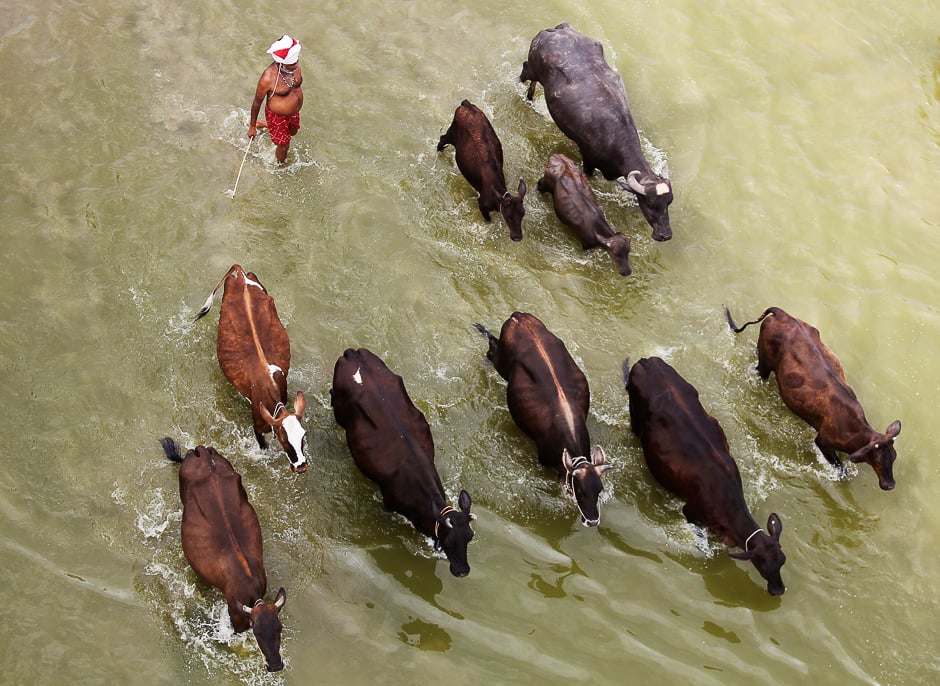 a man herds his cattle in the river ganga on a hot summer day in allahabad india photo reuters