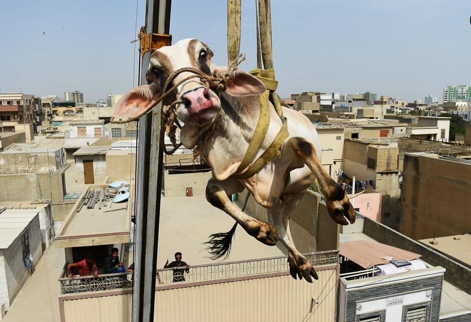 a young bull is lifted from the roof of a building with a crane during preparations for the annual muslim festival of eid al adha in karachi photo afp