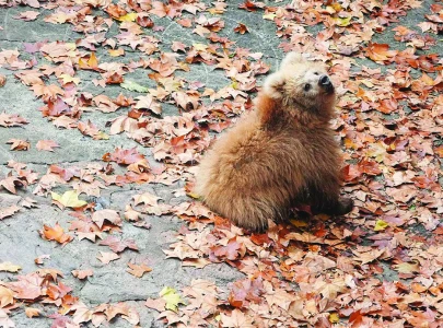 shanghai bear scores the internet s love shanghai bear scores the internet s love