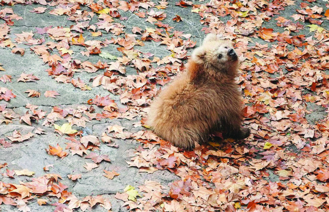 shanghai bear scores the internet s love shanghai bear scores the internet s love