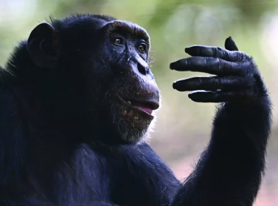 lonely chimpanzee starts anew in brazil lonely chimpanzee starts anew in brazil