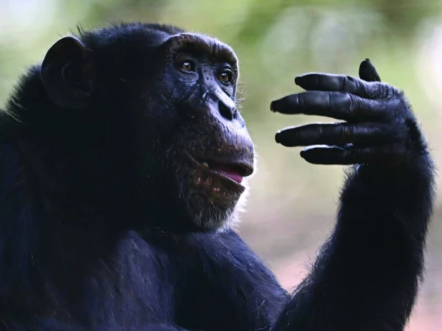 yoko lost his only friend in 2023 photo afp yoko lost his only friend in 2023 photo afp
