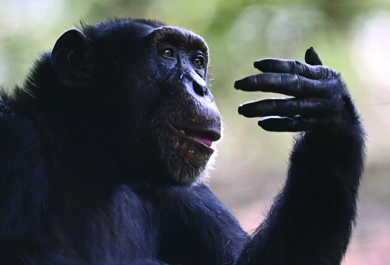 yoko lost his only friend in 2023 photo afp yoko lost his only friend in 2023 photo afp