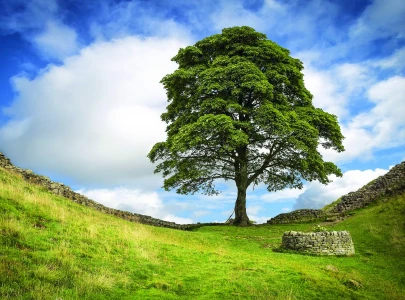 uk tree chopping duo get prison sentence uk tree chopping duo get prison sentence