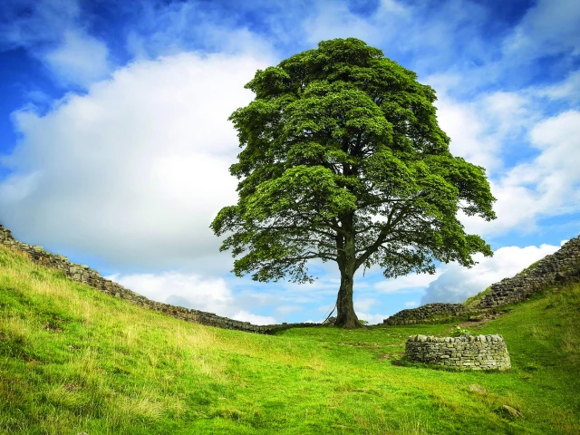 UK tree-chopping duo get prison sentence