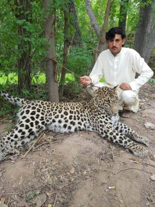 six men arrested for killing leopard six men arrested for killing leopard