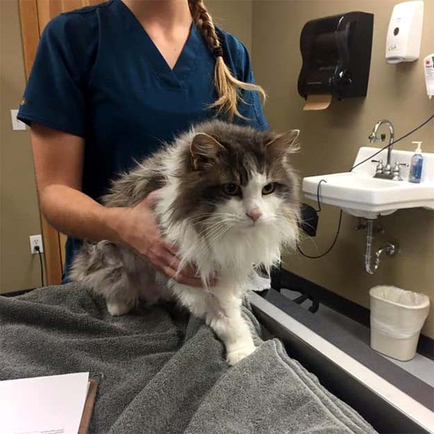 Fluffy, fully reanimated. (Courtesy of Animal Clinic of Kalispell)