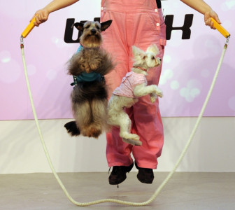 10 things i hate about pets