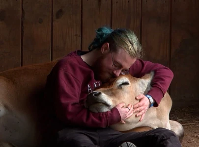 cuddling cows can help reduce anxiety says study cuddling cows can help reduce anxiety says study