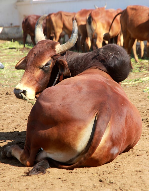 The cows' hind quarters are round and drooping and tail switch is black. PHOTO ATHAR KHAN/ EXPRESS