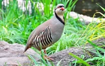 eight arrested for illegal hunting of rare wildlife across punjab