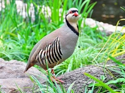 eight arrested for illegal hunting of rare wildlife across punjab