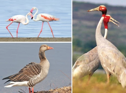 bird migration declines amid wetland drying bird migration declines amid wetland drying