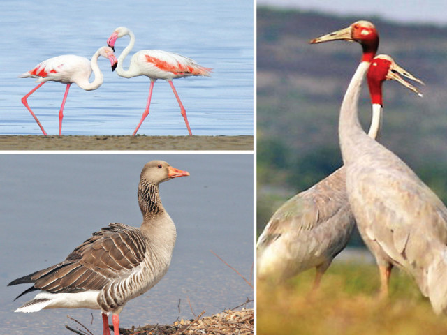 climate change and hunting have contributed to a decline in migratory birds arrival in punjab photo online climate change and hunting have contributed to a decline in migratory birds arrival in punjab photo online