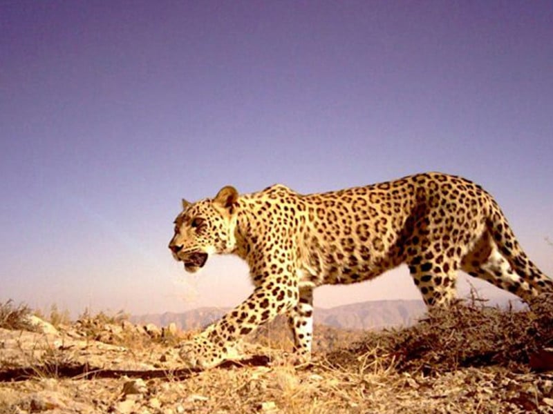 kazakhstan encouraged by rare leopard sighting