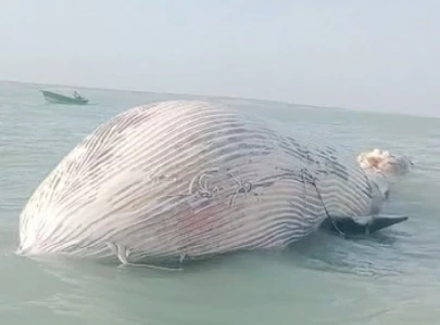 blue whale found dead in gwatar bay
