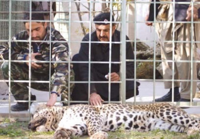 endangered species captured leopard catches vip s attention