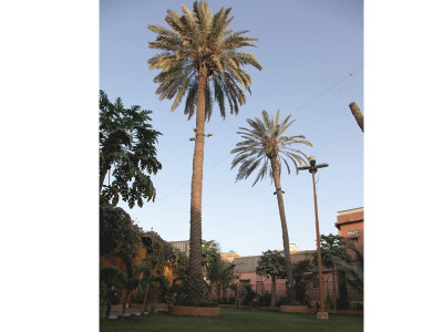 going nuts put those green thumbs to good use   go grow a coconut tree