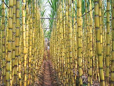 agricultural inefficiencies low sugarcane prices this year to lead to smaller wheat crop next year