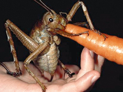 offbeat more a bunny and less a bug