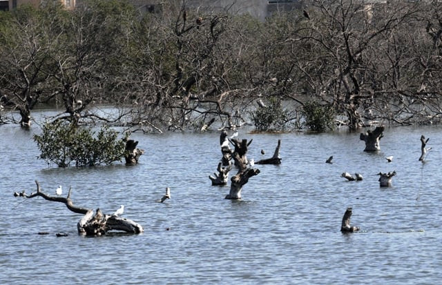 cut back on consuming recycle your ac water spend rs3 000 on saving mangroves and your environment cut back on consuming recycle your ac water spend rs3 000 on saving mangroves and your environment