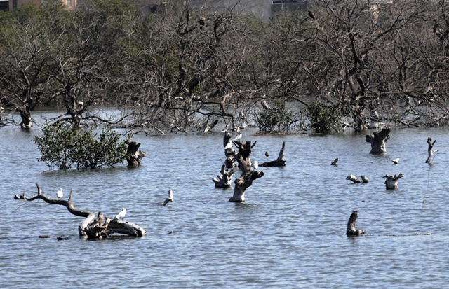 cut back on consuming recycle your ac water spend rs3 000 on saving mangroves and your environment