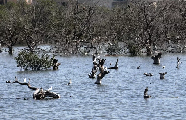 cut back on consuming recycle your ac water spend rs3 000 on saving mangroves and your environment cut back on consuming recycle your ac water spend rs3 000 on saving mangroves and your environment